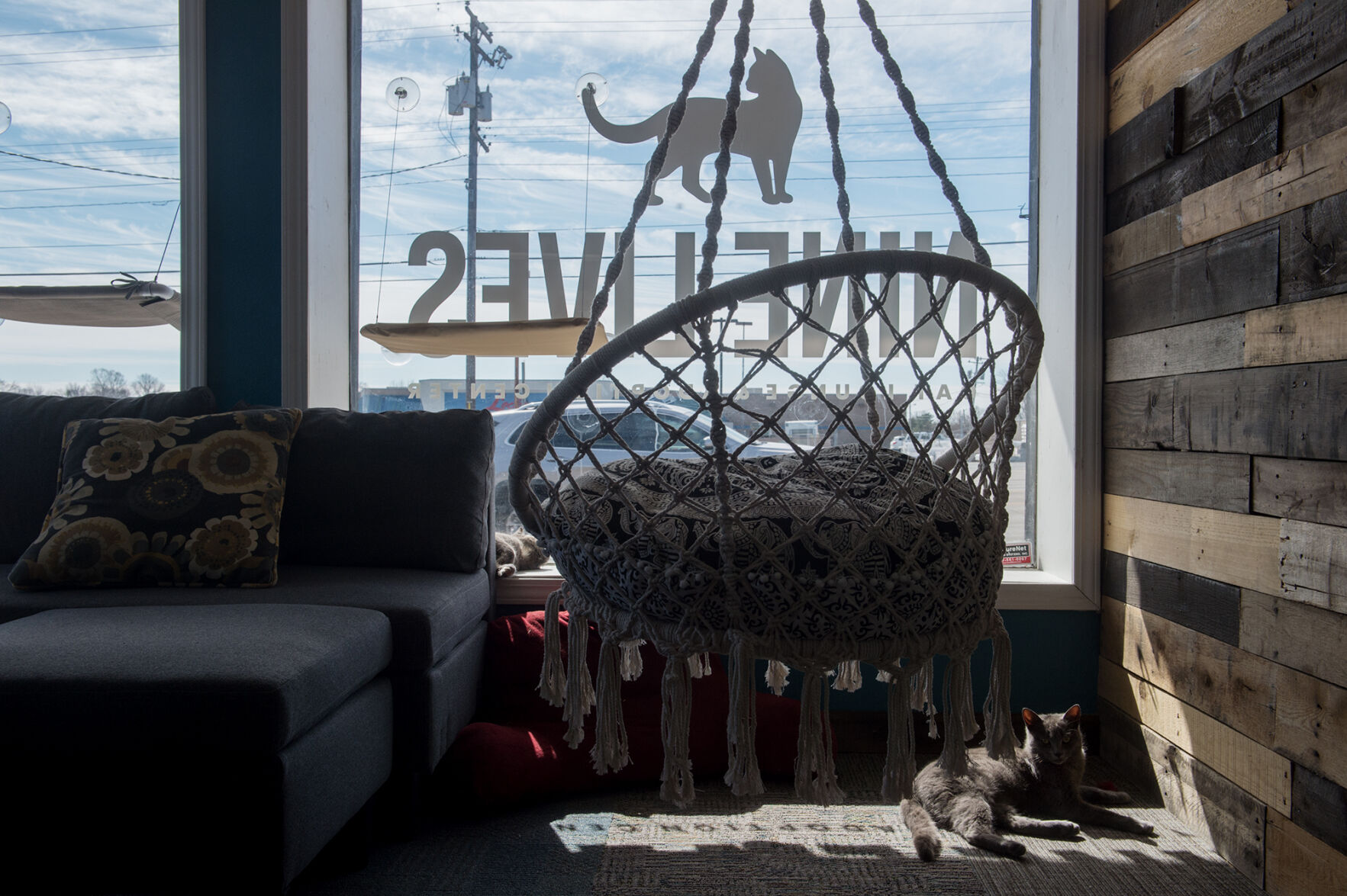 022721_local_catlounge3.jpg